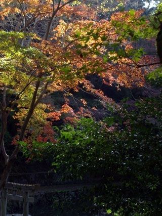 長野公園の紅葉写真１