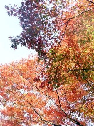 長野公園の紅葉写真２