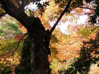 長野公園の紅葉の写真４