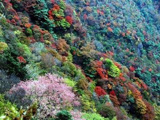 雲仙岳の紅葉写真２