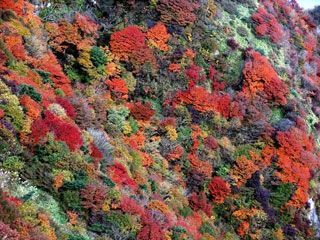 雲仙岳の紅葉の写真４