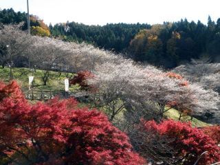 小原の四季桜写真１