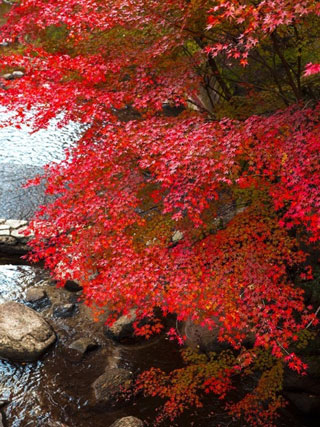 岩屋堂公園の紅葉の写真３