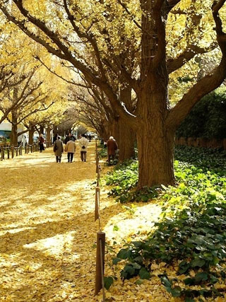 神宮外苑いちょう並木の紅葉の写真３