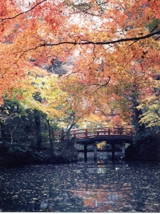 鶴岡八幡宮の紅葉 紅葉情報
