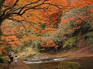 養老渓谷の紅葉の写真４