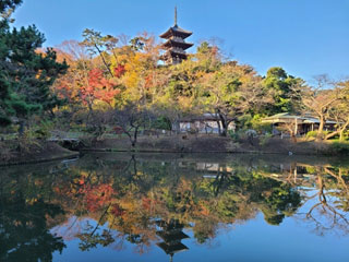 河口湖畔 山梨 の紅葉見頃情報 紅葉名所 紅葉ch ウェザーニュース