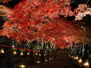 大山寺の紅葉の写真４