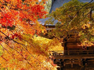 大矢田神社もみじ谷の紅葉写真２