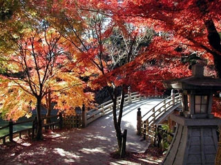 岡崎市東公園の紅葉 紅葉情報21