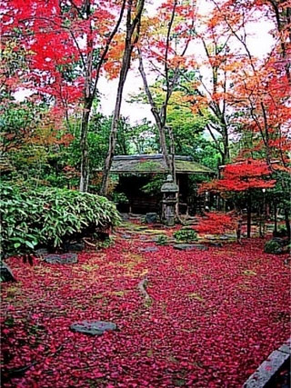 妙心寺 大法院の紅葉 紅葉情報21