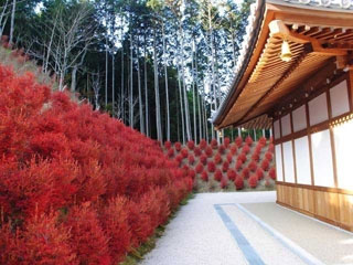 呑山観音寺の紅葉写真２