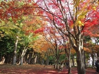 見晴公園・旧岩船氏庭園（香雪園）の紅葉の写真４