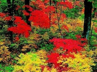 鳴子峡の紅葉の写真３