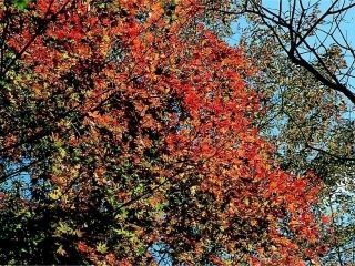 鳴子峡の紅葉の写真４