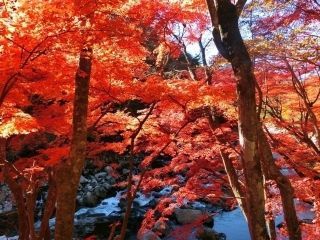 夏井川渓谷の紅葉写真１