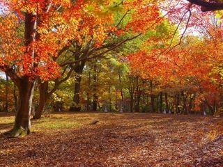 国営武蔵丘陵森林公園の紅葉写真１