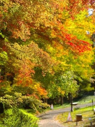 国営武蔵丘陵森林公園の紅葉写真２