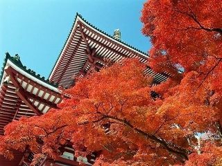 成田山新勝寺の紅葉写真２