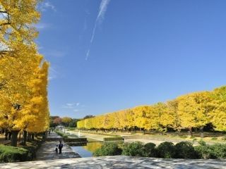 国営昭和記念公園の紅葉写真２