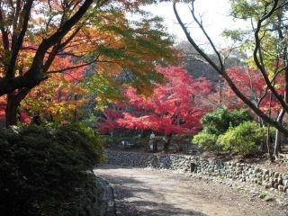 源氏山公園の紅葉写真２
