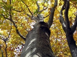 生杉ブナ原生林の紅葉写真２