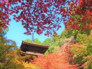 金剛輪寺の紅葉写真１