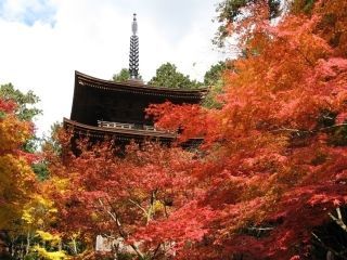金剛輪寺の紅葉の写真３