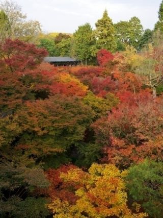 東福寺の紅葉の写真３