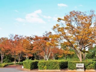 万博記念公園の紅葉の写真４