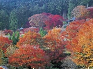 勝尾寺の紅葉の写真４