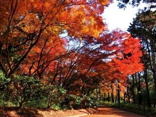 神戸市立須磨離宮公園の紅葉の写真３