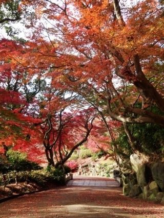 神戸市立須磨離宮公園の紅葉の写真４