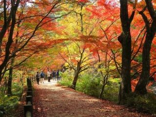 神戸市立森林植物園の紅葉写真１