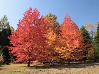 神戸市立森林植物園の紅葉の写真３