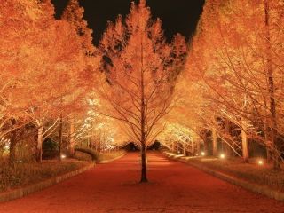 神戸市立森林植物園の紅葉の写真４