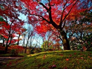 姫路城西御屋敷跡庭園 好古園の紅葉の写真３