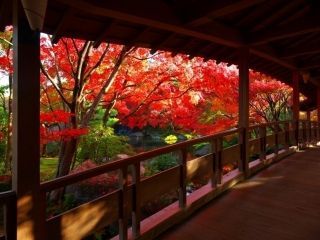 姫路城西御屋敷跡庭園 好古園の紅葉の写真４