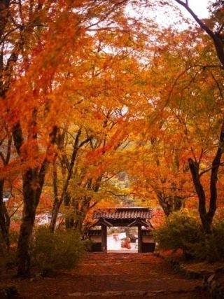 高源寺の紅葉写真２