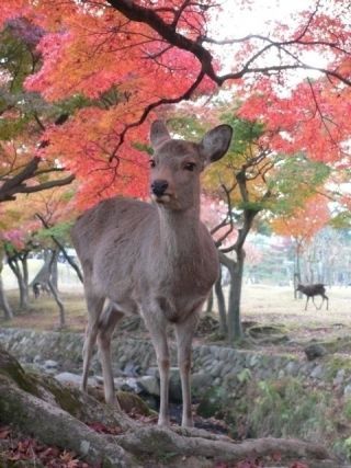 奈良公園の紅葉写真２