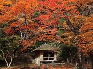 吉野山の紅葉写真２