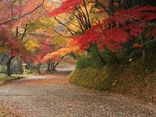 吉野山の紅葉の写真３