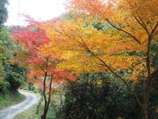 大滝川森林公園の紅葉写真２
