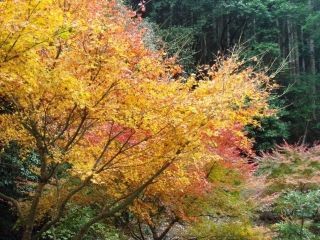 大滝川森林公園の紅葉の写真３