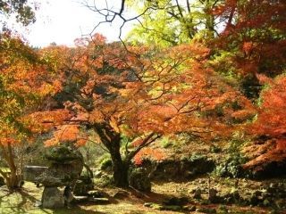 華山神上寺の紅葉写真２