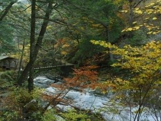 面河渓の紅葉の写真３