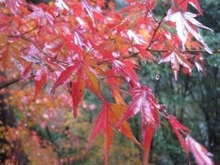 中津渓谷の紅葉の写真３