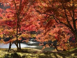 用作公園の紅葉の写真４