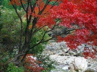 見立渓谷の紅葉写真２