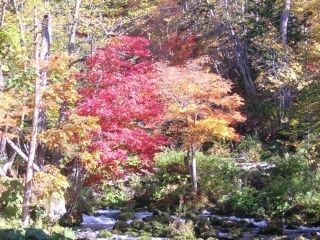 阿寒湖の紅葉の写真３